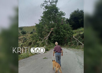 Κακοκαιρία: Πτώσεις δέντρων στα Χανιά