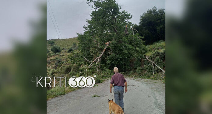 Κακοκαιρία: Πτώσεις δέντρων στα Χανιά