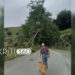 Κακοκαιρία: Πτώσεις δέντρων στα Χανιά