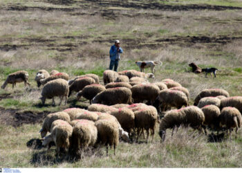 Δύο ύποπτα κρούσματα ευλογιάς σε κτηνοτροφικές μονάδες – Σε κατάσταση έκτακτης κινητοποίησης ο νομός