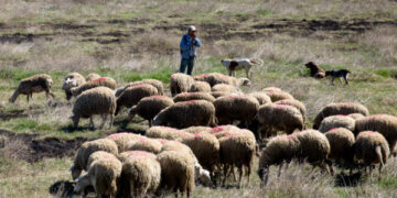 Δύο ύποπτα κρούσματα ευλογιάς σε κτηνοτροφικές μονάδες – Σε κατάσταση έκτακτης κινητοποίησης ο νομός