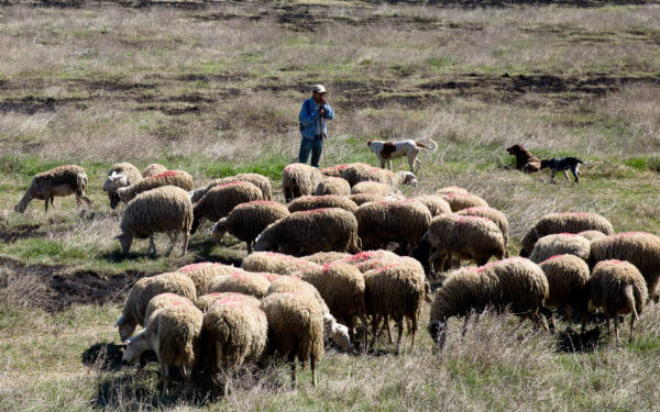 Δύο ύποπτα κρούσματα ευλογιάς σε κτηνοτροφικές μονάδες – Σε κατάσταση έκτακτης κινητοποίησης ο νομός