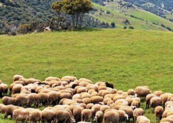 Αθωώθηκαν οι 4 κατηγορούμενοι για την μεγάλη ζωοκλοπή με το GPS στο κουδούνι προβάτου