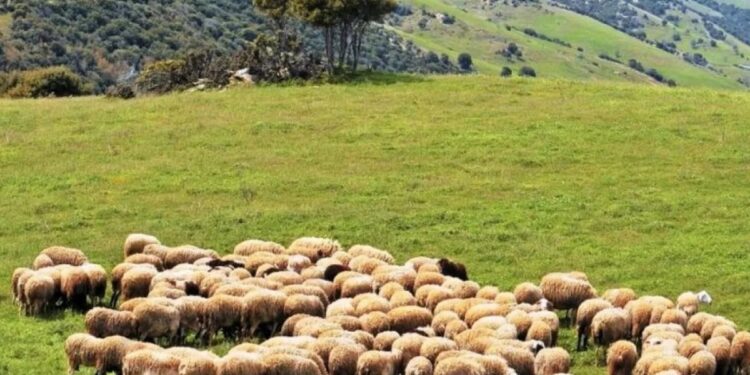 Αθωώθηκαν οι 4 κατηγορούμενοι για την μεγάλη ζωοκλοπή με το GPS στο κουδούνι προβάτου