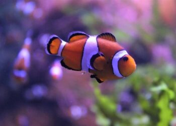 Ο «Νέμο» συρρικνώνεται για να επιβιώσει από την κλιματική αλλαγή