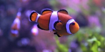 Ο «Νέμο» συρρικνώνεται για να επιβιώσει από την κλιματική αλλαγή