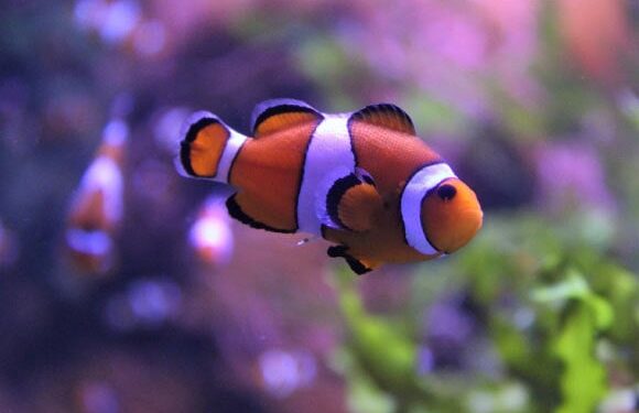 Ο «Νέμο» συρρικνώνεται για να επιβιώσει από την κλιματική αλλαγή