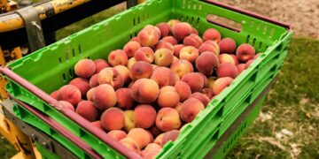 Πέλλα: Η κλιματική κρίση αποδεκατίζει την παραγωγή