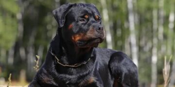 Απείλησε υπάλληλο με… ροτβάιλερ για να του πιστώσει 60 ευρώ σε στοιχηματική εφαρμογή