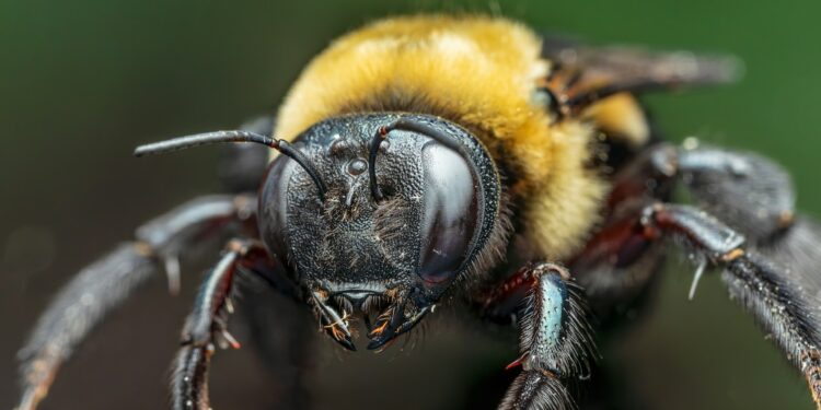 Πέθανε έπειτα από επίθεση μελισσών ενώ κούρευε το γκαζόν