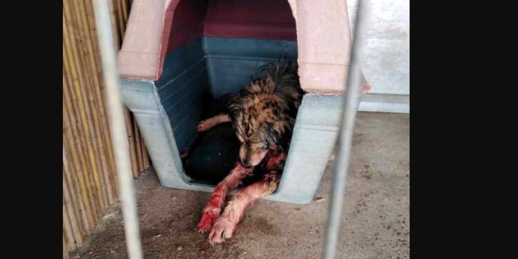 Κορωπί: Φιλοζωική καταγγέλλει τις συνθήκες διαβίωσης των σκύλων στο «παράνομο» Δημοτικό Κυνοκομείο