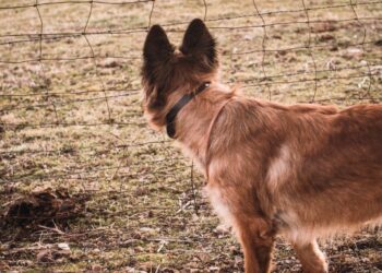 Επίθεση από αδέσποτο σκύλο δέχθηκε 10χρονη – Μήνυση κατέθεσαν οι γονείς της