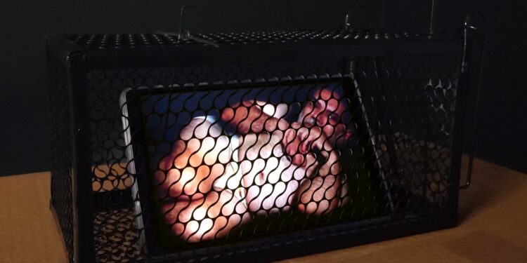 Έκθεση του Μπάμπη Βενετόπουλου στο Λόφος Art Project