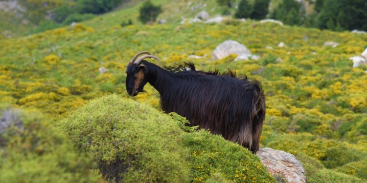 Παράνομες ενισχύσεις έσπειρε ο ΟΠΕΚΕΠΕ; Τι δείχνει η έρευνα της Ευρωπαϊκής Εισαγγελίας