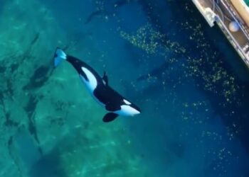 Βίντεο: Οι τελευταίες αιχμάλωτες όρκες της Γαλλίας περιφέρονται σε εγκαταλελειμμένο θαλάσσιο πάρκο