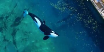 Βίντεο: Οι τελευταίες αιχμάλωτες όρκες της Γαλλίας περιφέρονται σε εγκαταλελειμμένο θαλάσσιο πάρκο