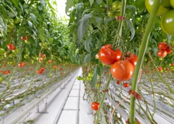 Άλμα καθαρών κερδών 32,6% – Τι γίνεται με την επένδυση στην Πτολεμαΐδα