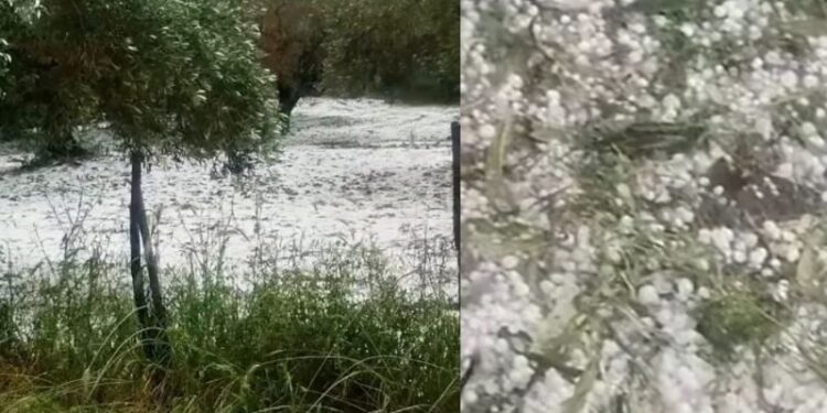 «Στρώμα» από χαλάζι σκέπασε χωριά του νομού – Σοβαρές ζημιές στους ελαιώνες
