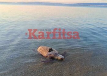 Θεσσαλονίκη: Νεκρή θαλάσσια χελώνα σε παραλία της Περαίας