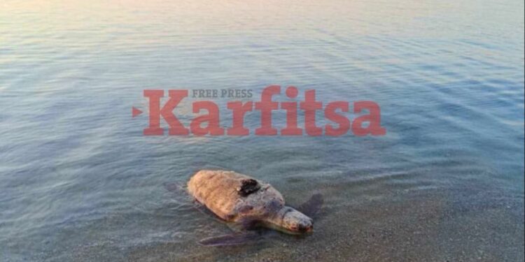Θεσσαλονίκη: Νεκρή θαλάσσια χελώνα σε παραλία της Περαίας