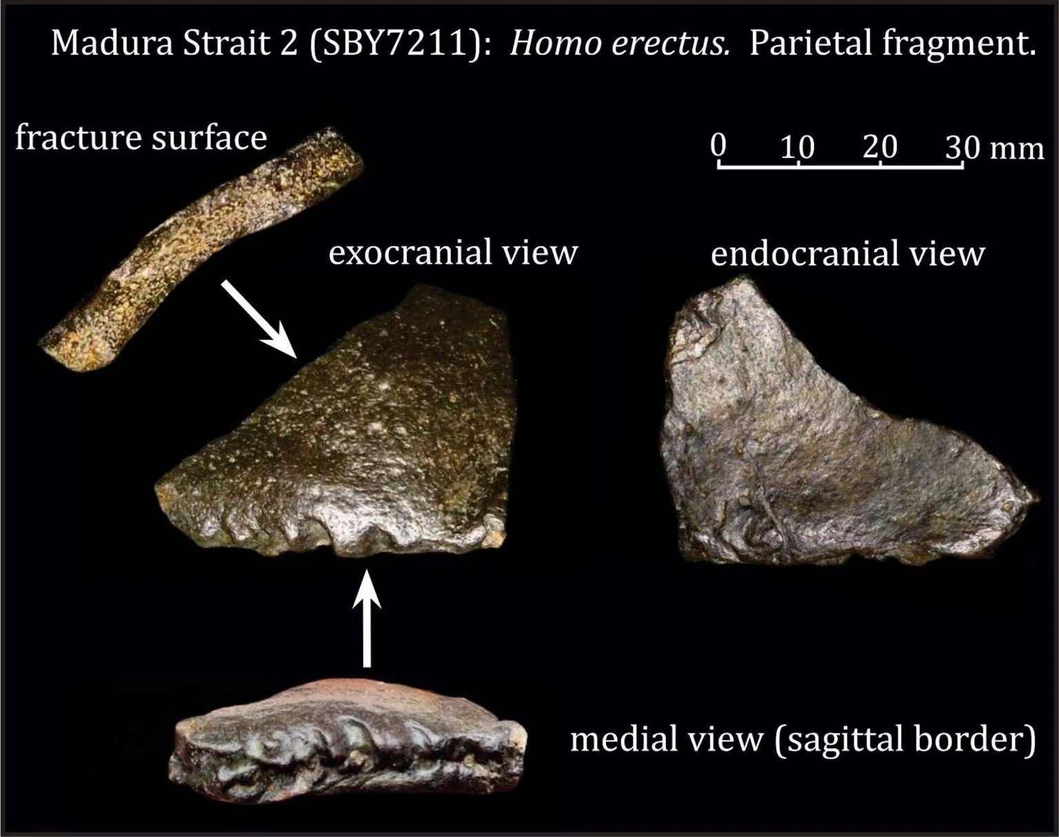 Θραύσματα κρανίου του homo erectus. Φωτογραφία: Πανεπιστήμιο του Λέιντεν