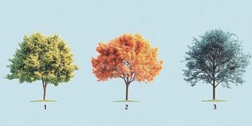 Το δέντρο που θα επιλέξετε αποκαλύπτει τον πραγματικό χαρακτήρα σας