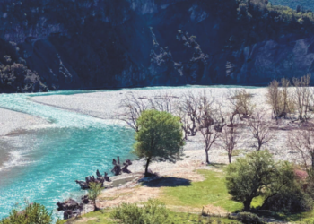 Imported fungi are killing Greek forests – Which areas are in the red
