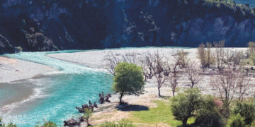 Imported fungi are killing Greek forests – Which areas are in the red