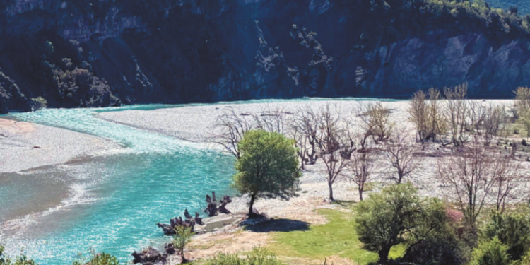 Imported fungi are killing Greek forests – Which areas are in the red