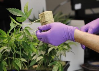 Curity Pharma και Galenica ενώνουν τις δυνάμεις τους για την διάθεση σκευασμάτων φαρμακευτικής κάνναβης