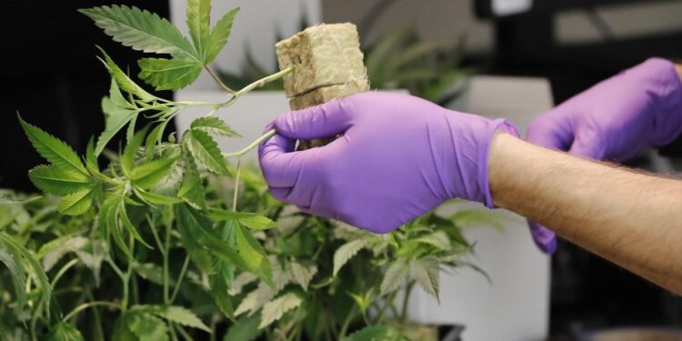 Curity Pharma και Galenica ενώνουν τις δυνάμεις τους για την διάθεση σκευασμάτων φαρμακευτικής κάνναβης