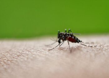 Συστάσεις ΕΟΔΥ για μέτρα προφύλαξης από τα κουνούπια