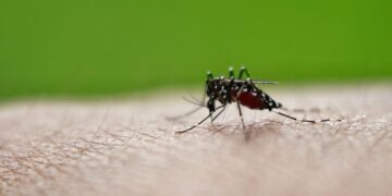 Συστάσεις ΕΟΔΥ για μέτρα προφύλαξης από τα κουνούπια