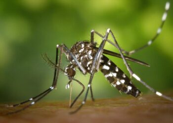 «Αποκάλυψη τώρα» για τα κουνούπια