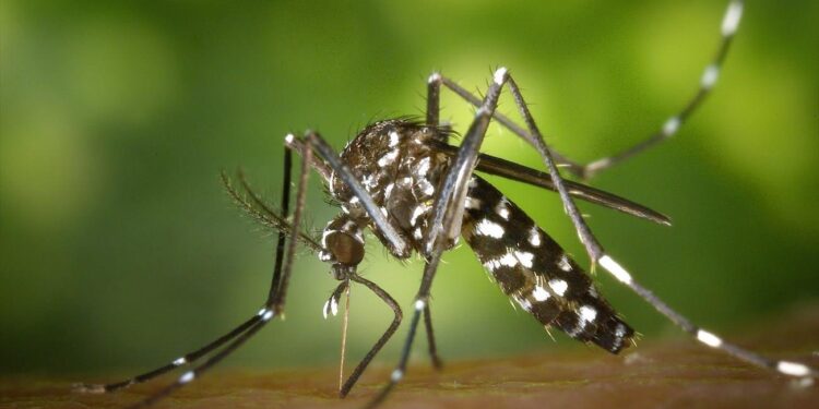 «Αποκάλυψη τώρα» για τα κουνούπια