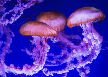 Ποιες θάλασσες αντιμετωπίζουν πρόβλημα με την έξαρση της μωβ μέδουσας