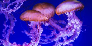 Ποιες θάλασσες αντιμετωπίζουν πρόβλημα με την έξαρση της μωβ μέδουσας