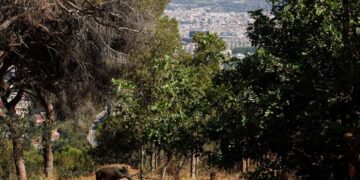 Νέα ευρήματα δείχνουν ότι η εξημέρωση των χοίρων έγινε πριν από οκτώ χιλιάδες έτη στην Κίνα