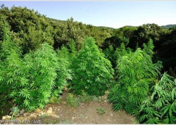 Ισόβια σε 3 άτομα για χασισοφυτεία με πάνω από 1000 δενδρύλλια σε ορεινή δασική έκταση