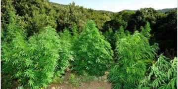 Ισόβια σε 3 άτομα για χασισοφυτεία με πάνω από 1000 δενδρύλλια σε ορεινή δασική έκταση