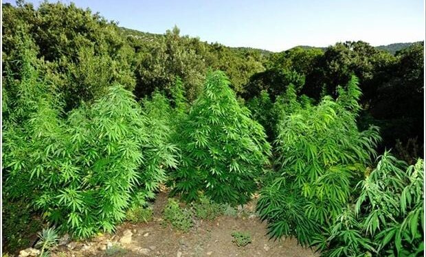 Ισόβια σε 3 άτομα για χασισοφυτεία με πάνω από 1000 δενδρύλλια σε ορεινή δασική έκταση