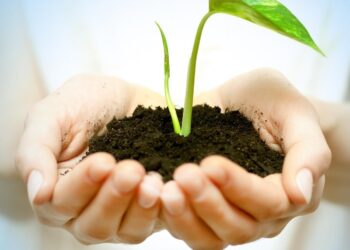 Τα φυτά διαθέτουν ένα δεύτερο δίκτυο ριζών που αγνοούσαμε μέχρι σήμερα