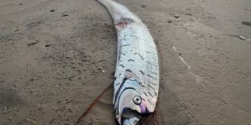 Αυστραλία: Ξεβράστηκε σε παραλία ο «αγγελιοφόρος της καταστροφής»