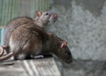 Μια μετάλλαξη δημιουργεί αρουραίους σούπερ ανθεκτικούς στα δηλητήρια