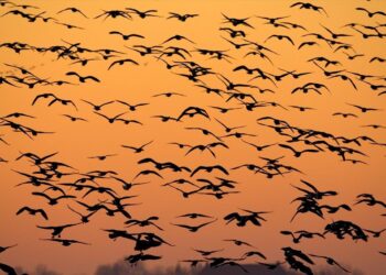 Πάνω από 500 είδη πτηνών κινδυνεύουν με εξαφάνιση εξαιτίας της κλιματικής αλλαγής