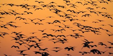 Πάνω από 500 είδη πτηνών κινδυνεύουν με εξαφάνιση εξαιτίας της κλιματικής αλλαγής