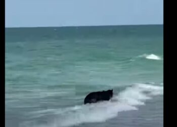 Βίντεο: Αρκούδα απολαμβάνει το… μπάνιο της σε παραλία