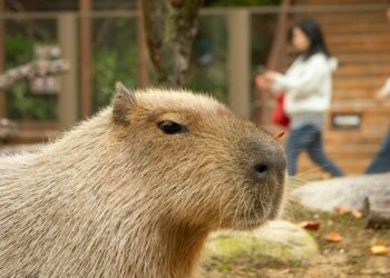 Κίνα: Οι Αρχές εντόπισαν καπιμπάρα που είχε δραπετεύσει από ζωολογικό κήπο πριν δύο μήνες