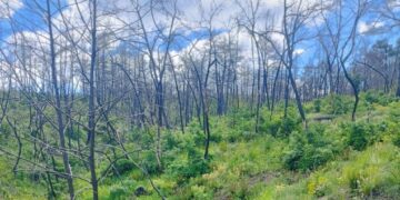 Η Δαδιά αναγεννάται από τις στάχτες της – «Από εδώ και πέρα, το δάσος δεν πρέπει να ξανακαεί»