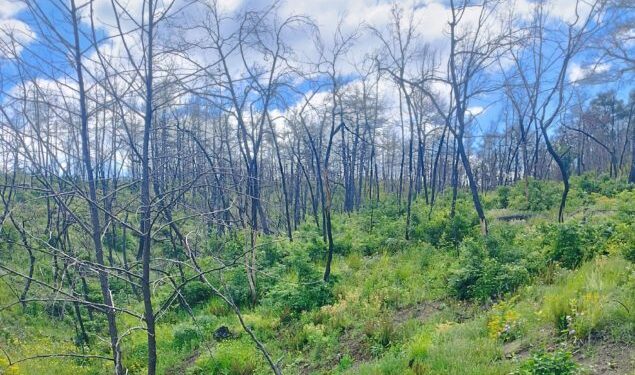 Η Δαδιά αναγεννάται από τις στάχτες της – «Από εδώ και πέρα, το δάσος δεν πρέπει να ξανακαεί»